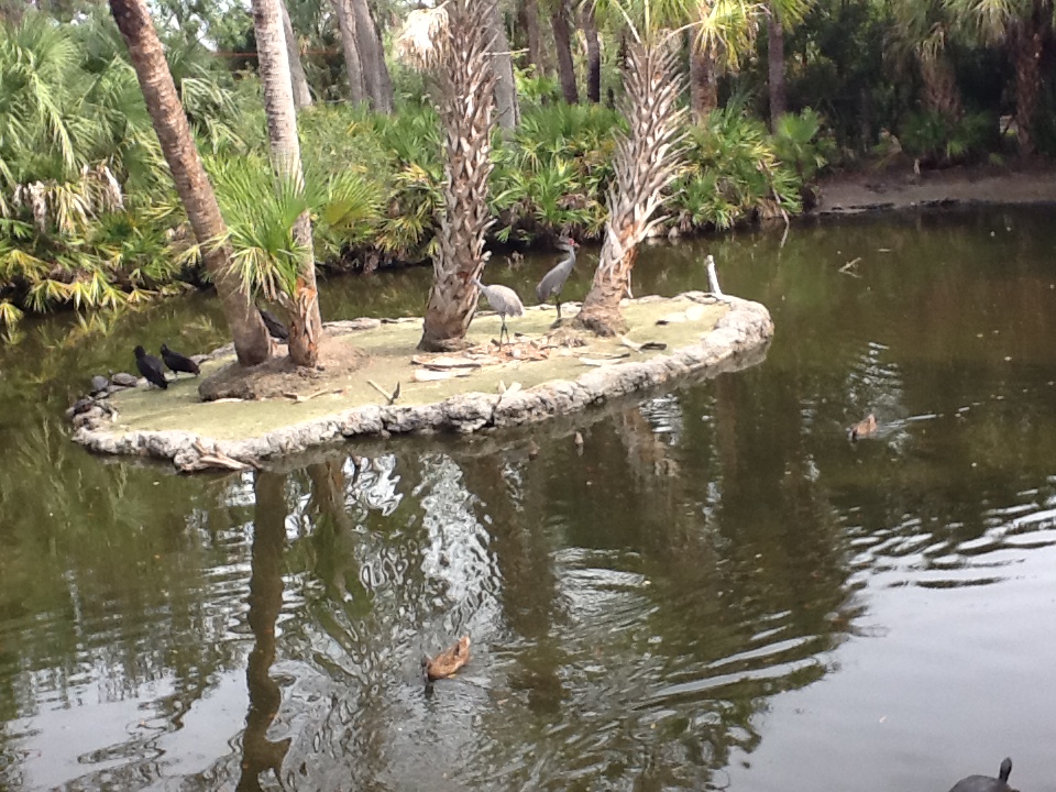 Wild Florida- Sandhill Cranes & Waterfowl