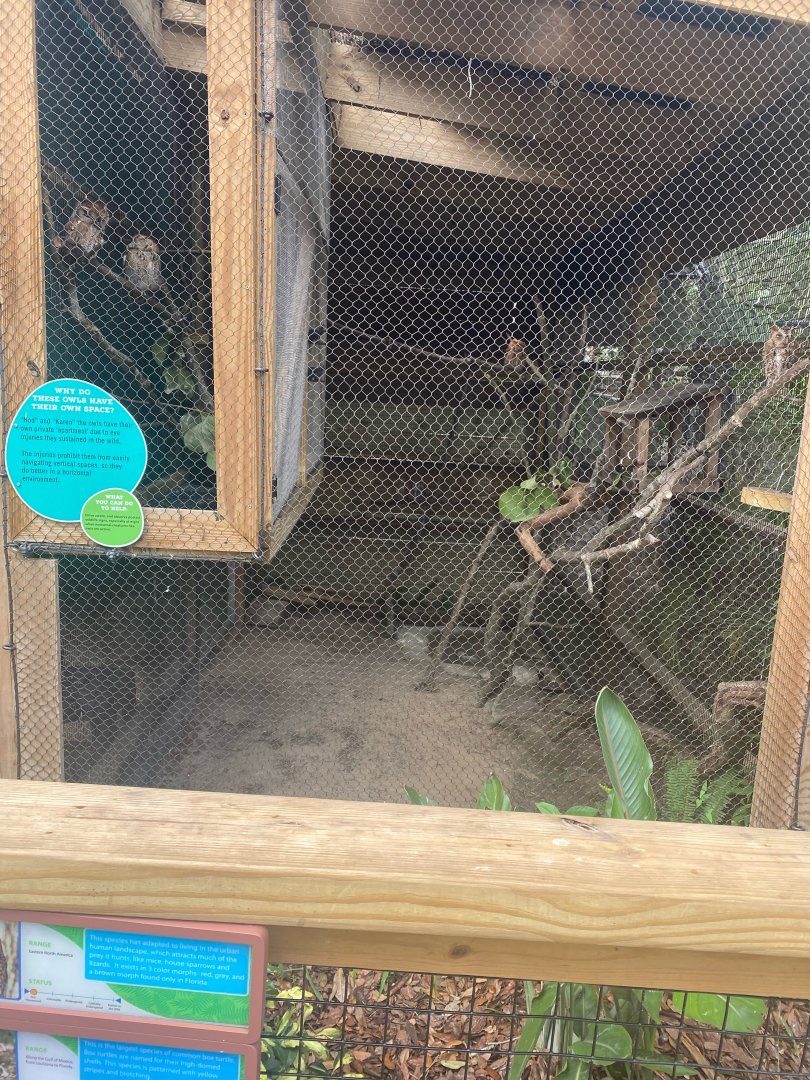 Wild Florida- Screech Owl Exhibit