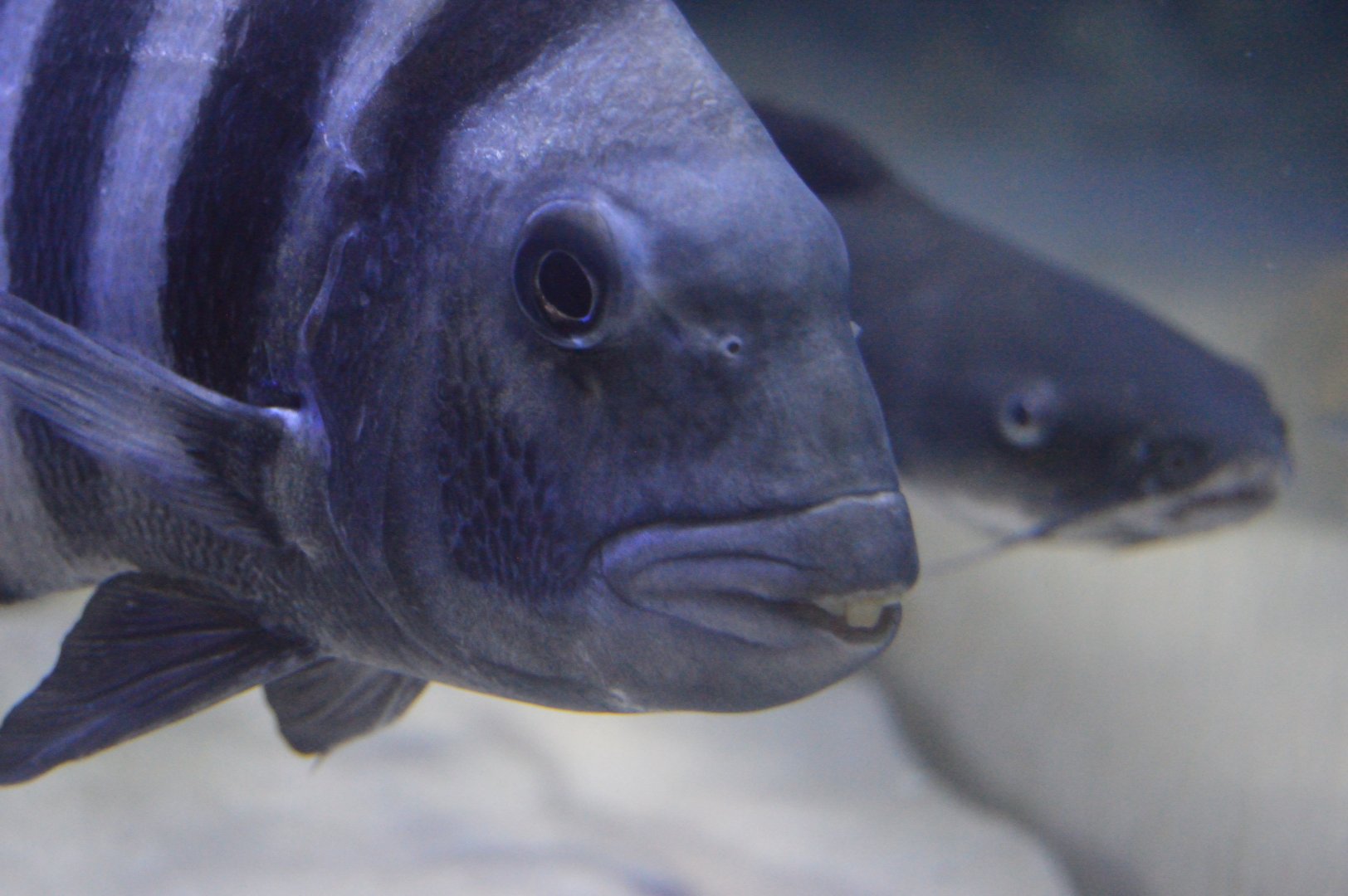 Wild Florida - Sheepshead/Hardhead Sea Catfish