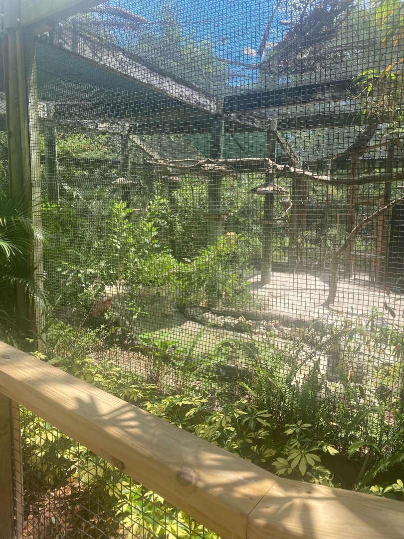 Wild Florida- Shorebirds Aviary ( 3 species)