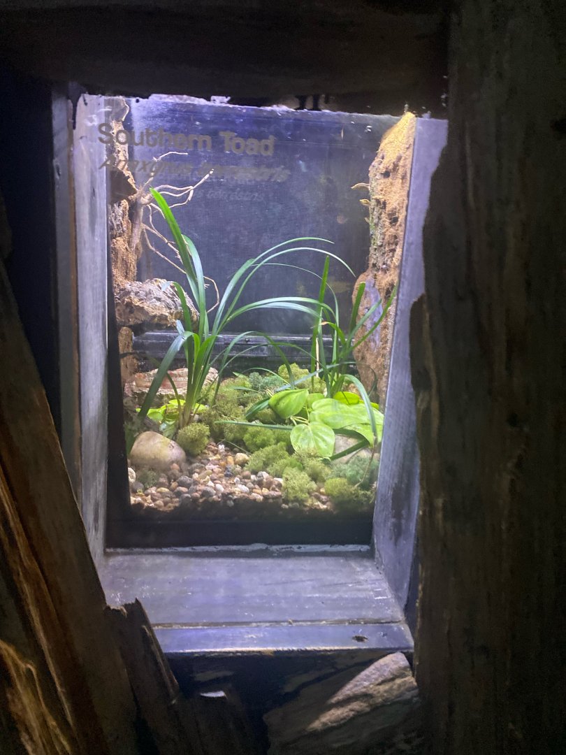 Wild Florida- Southern Toad Exhibit