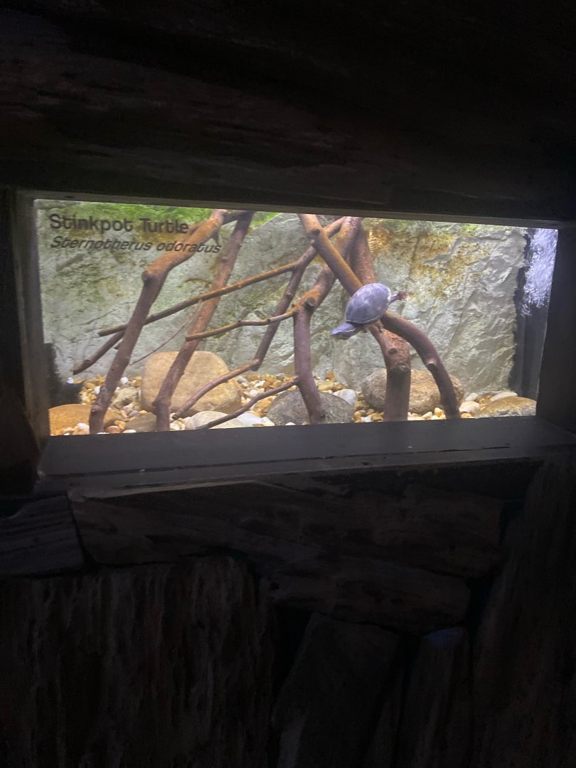 Wild Florida- Stinkpot Turtle Exhibit