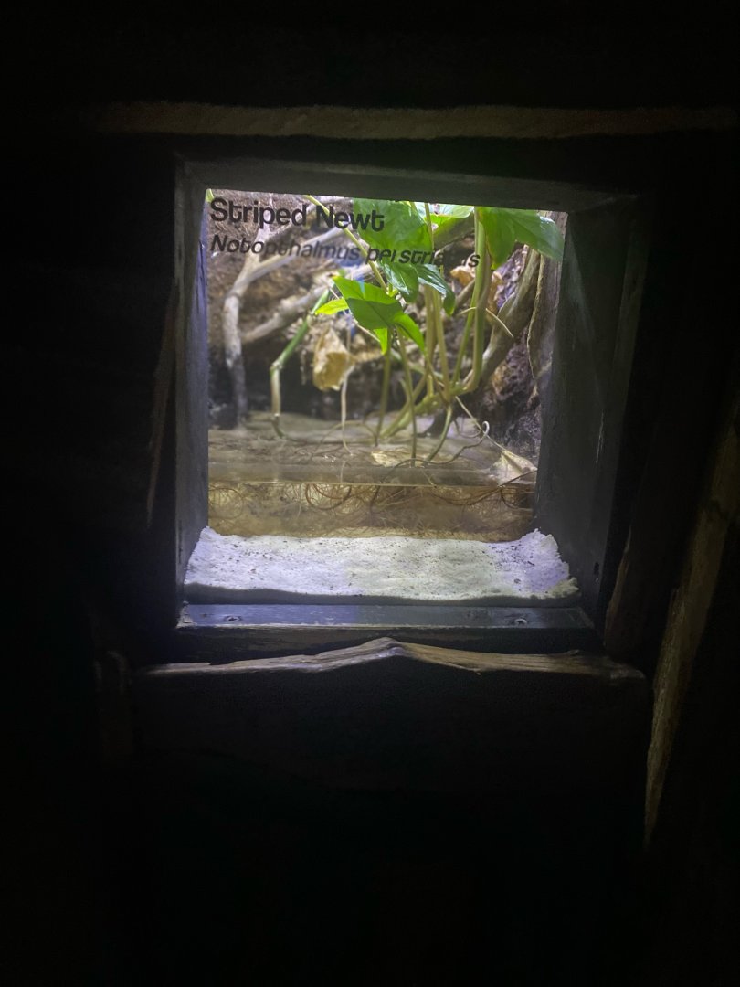 Wild Florida- Striped Newt Exhibit