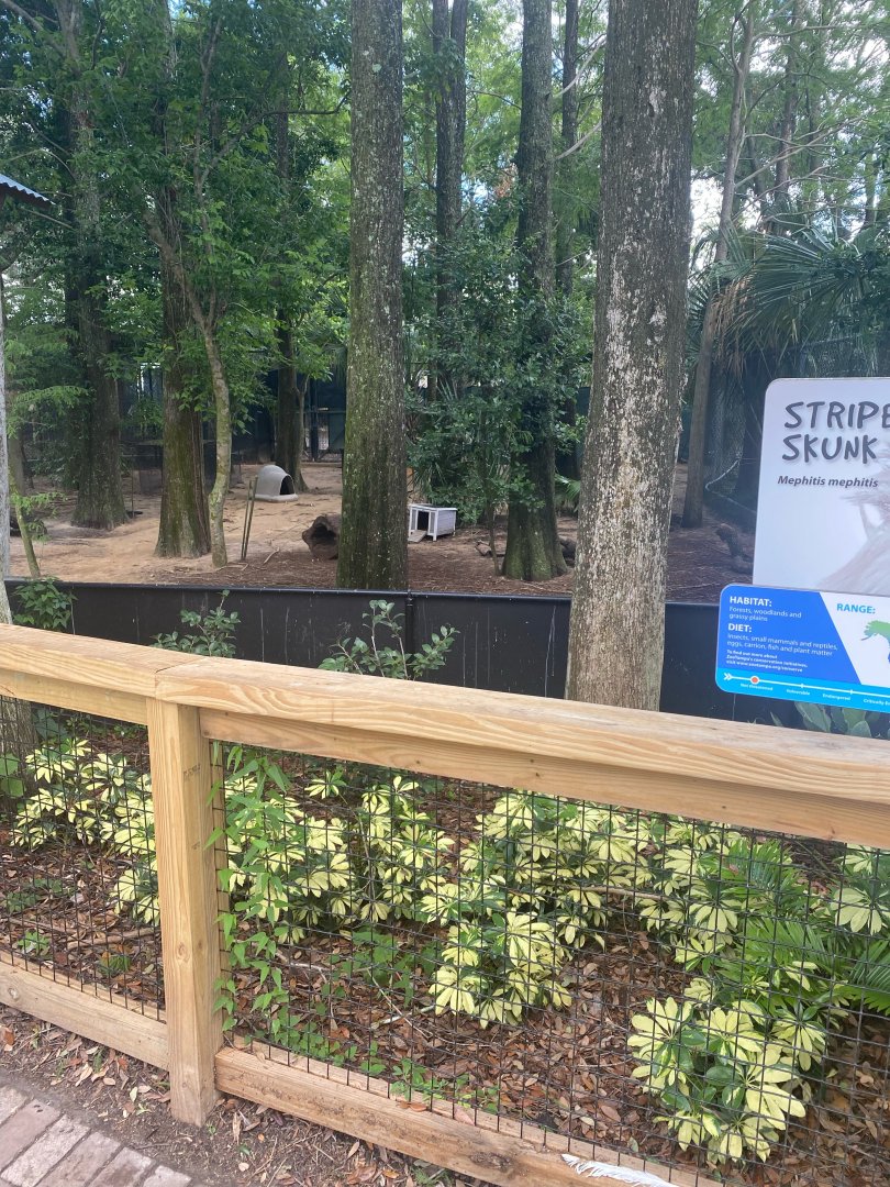 Wild Florida- Striped Skunk Exhibit