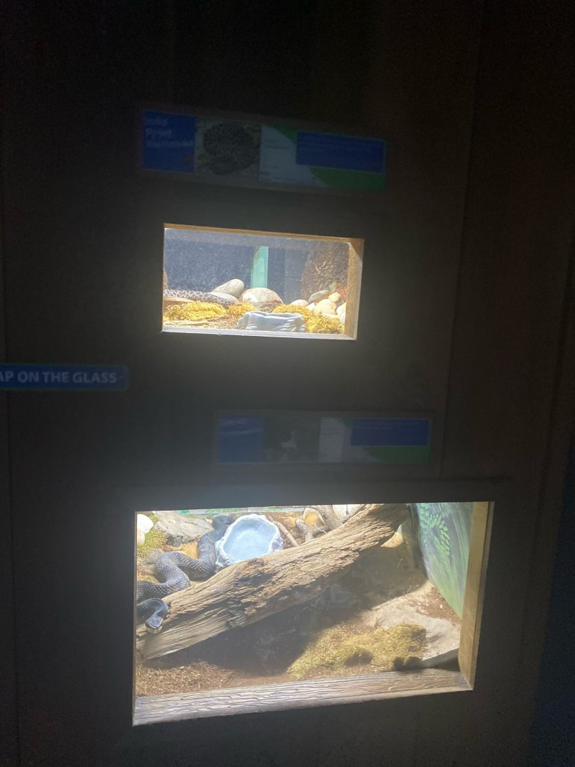 Wild Florida- Two Terrariums