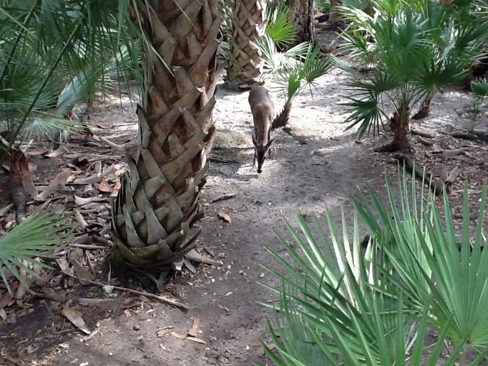 Wild Florida- White-Tailed Deer
