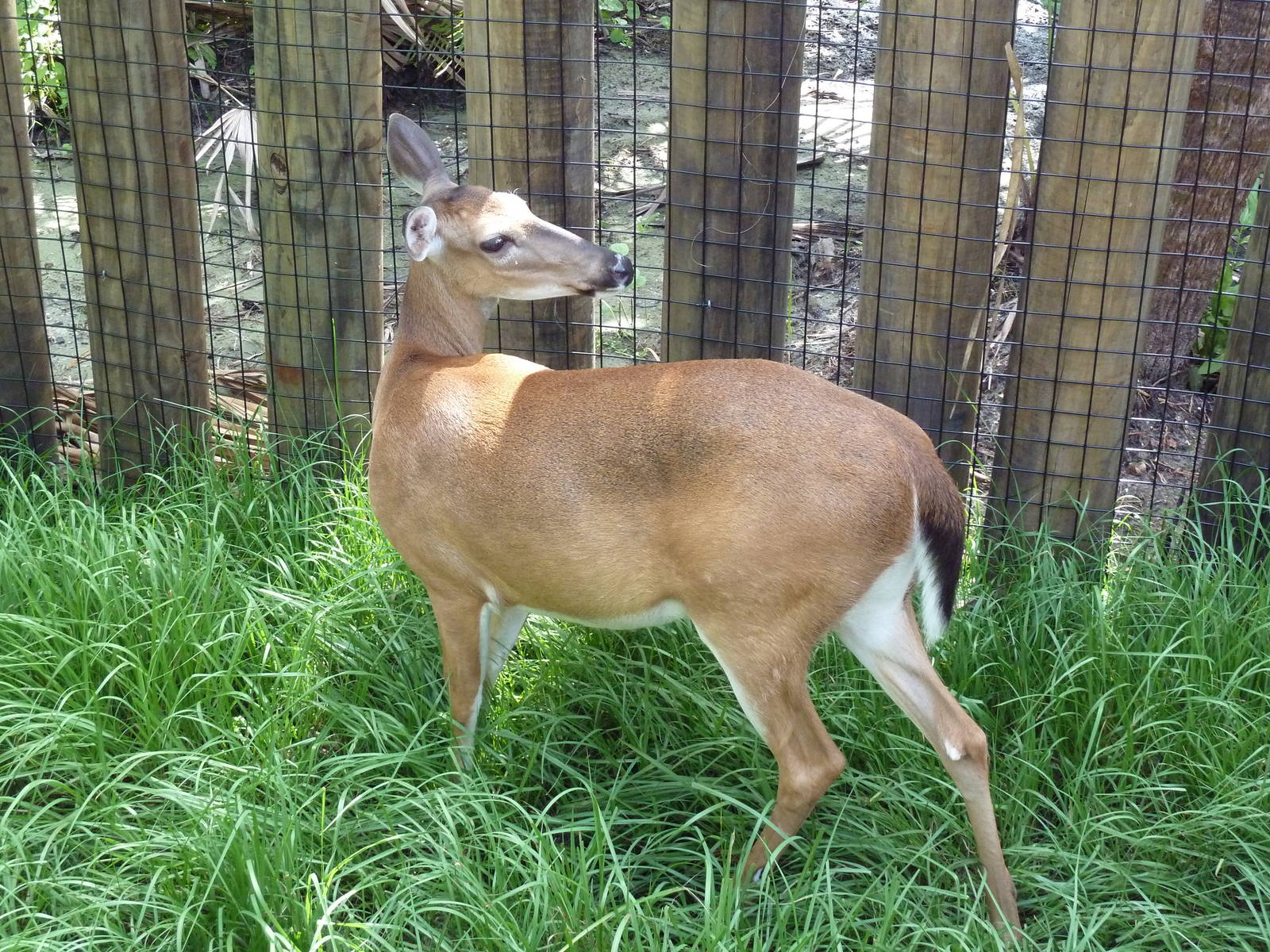 Wild Florida - White-Tailed Deer