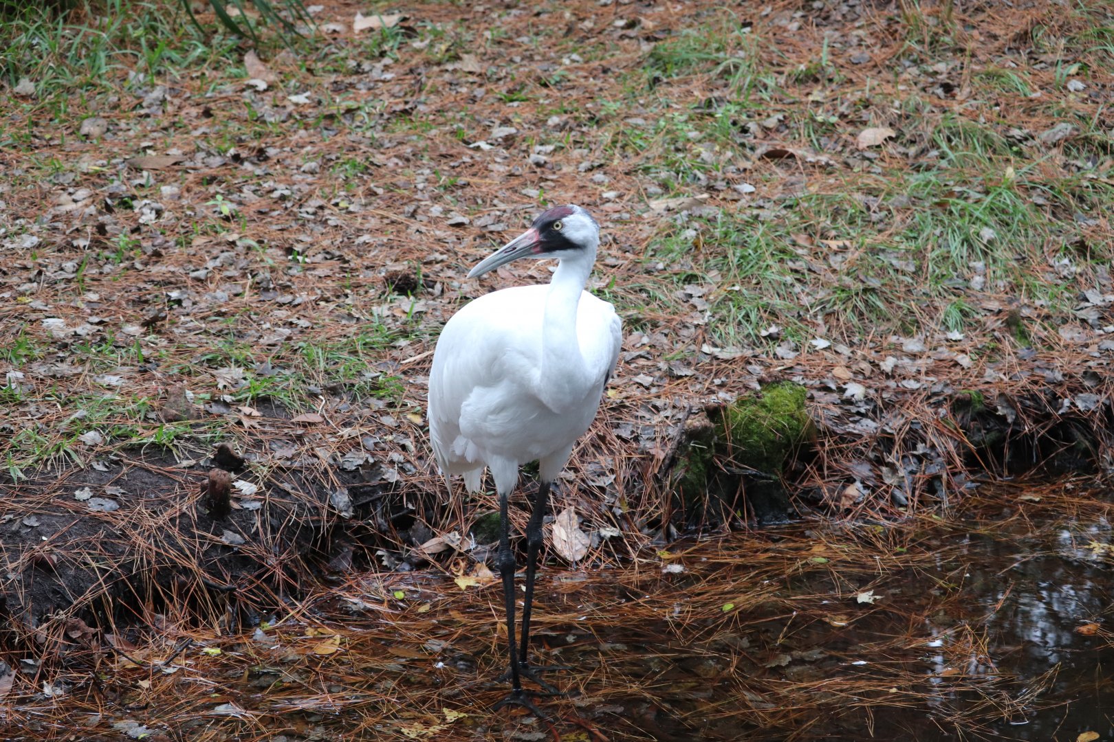 Wild Florida - Whooping Crane