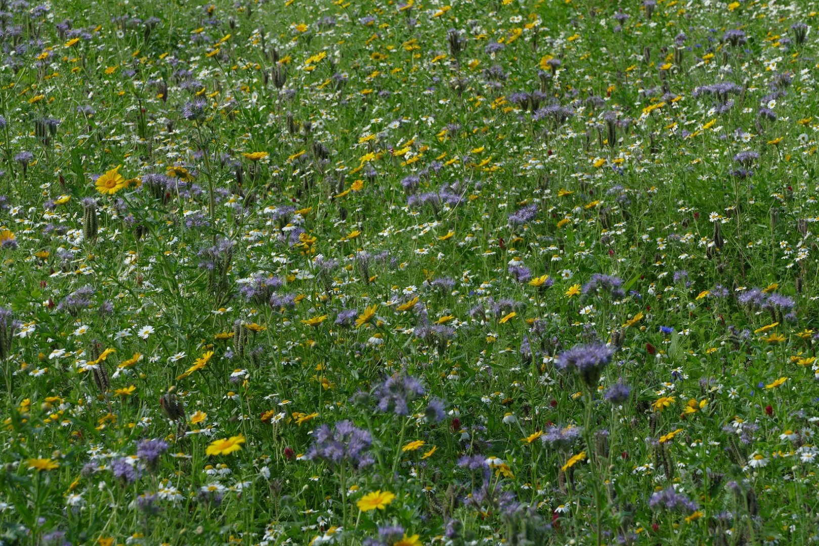 Wild flower meadow, August 2018