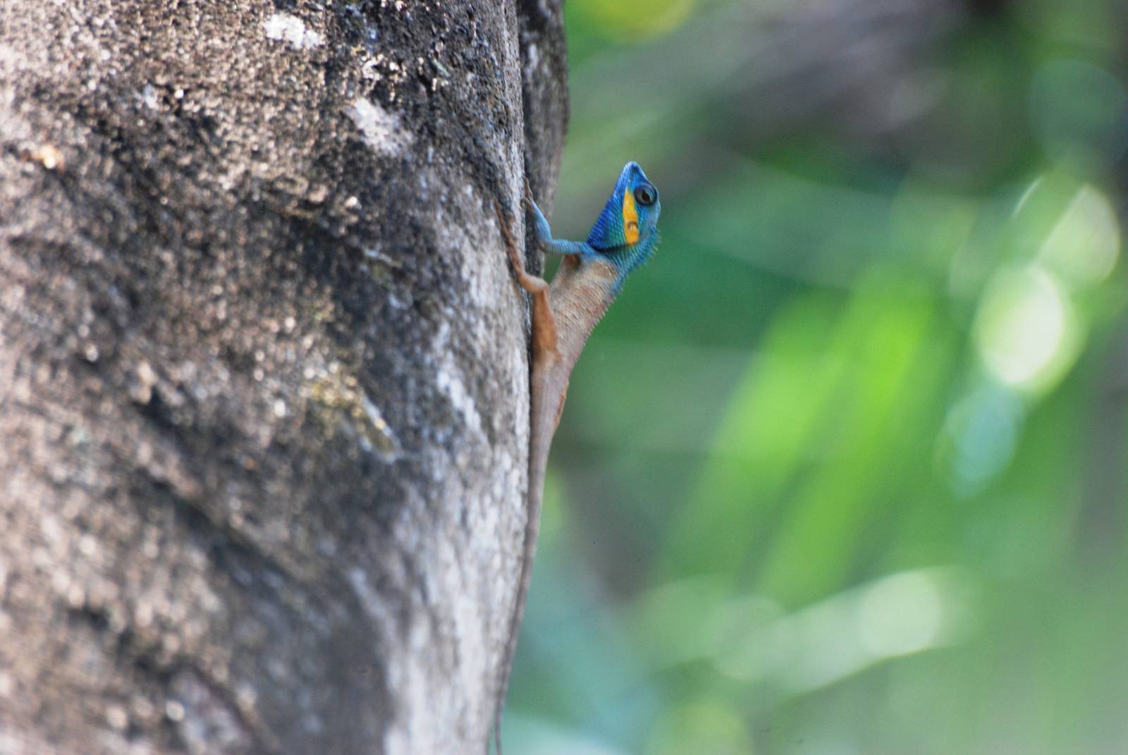Wild Forest Lizard at Saigon Zoo, 16/03/12