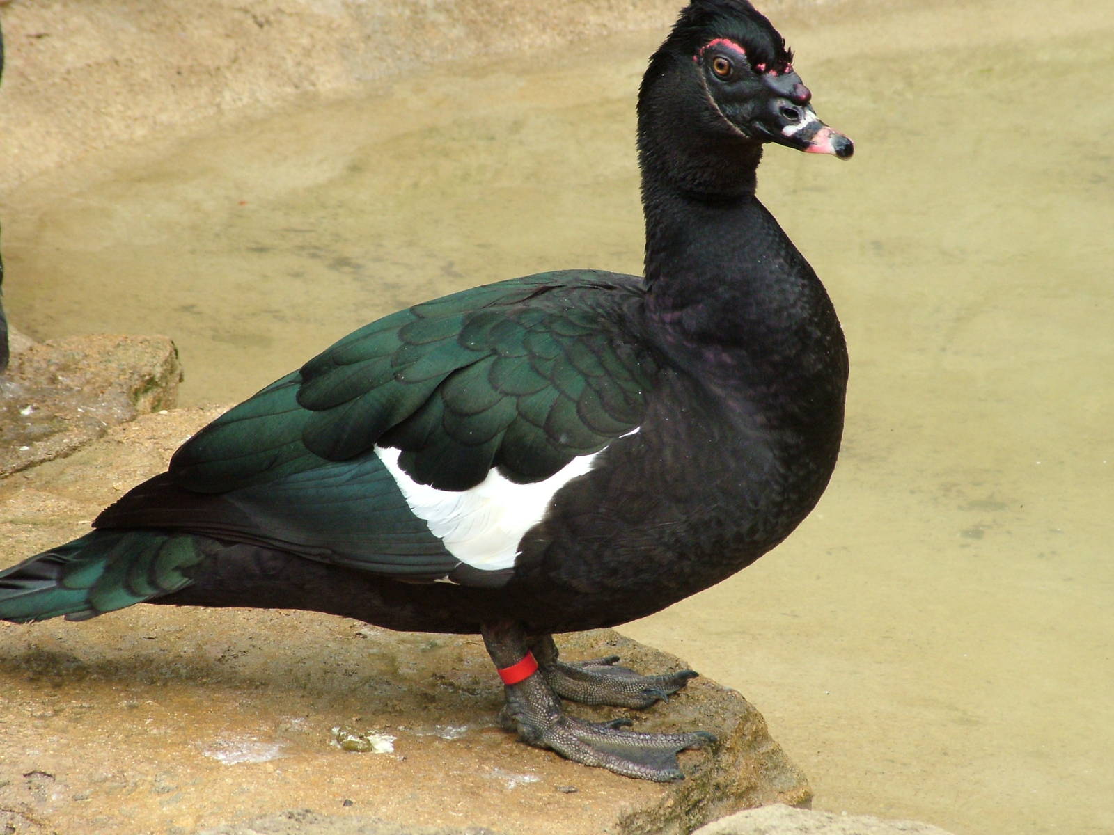 Wild-form Muscovy Duck at Cotswold WP, 12/05/12