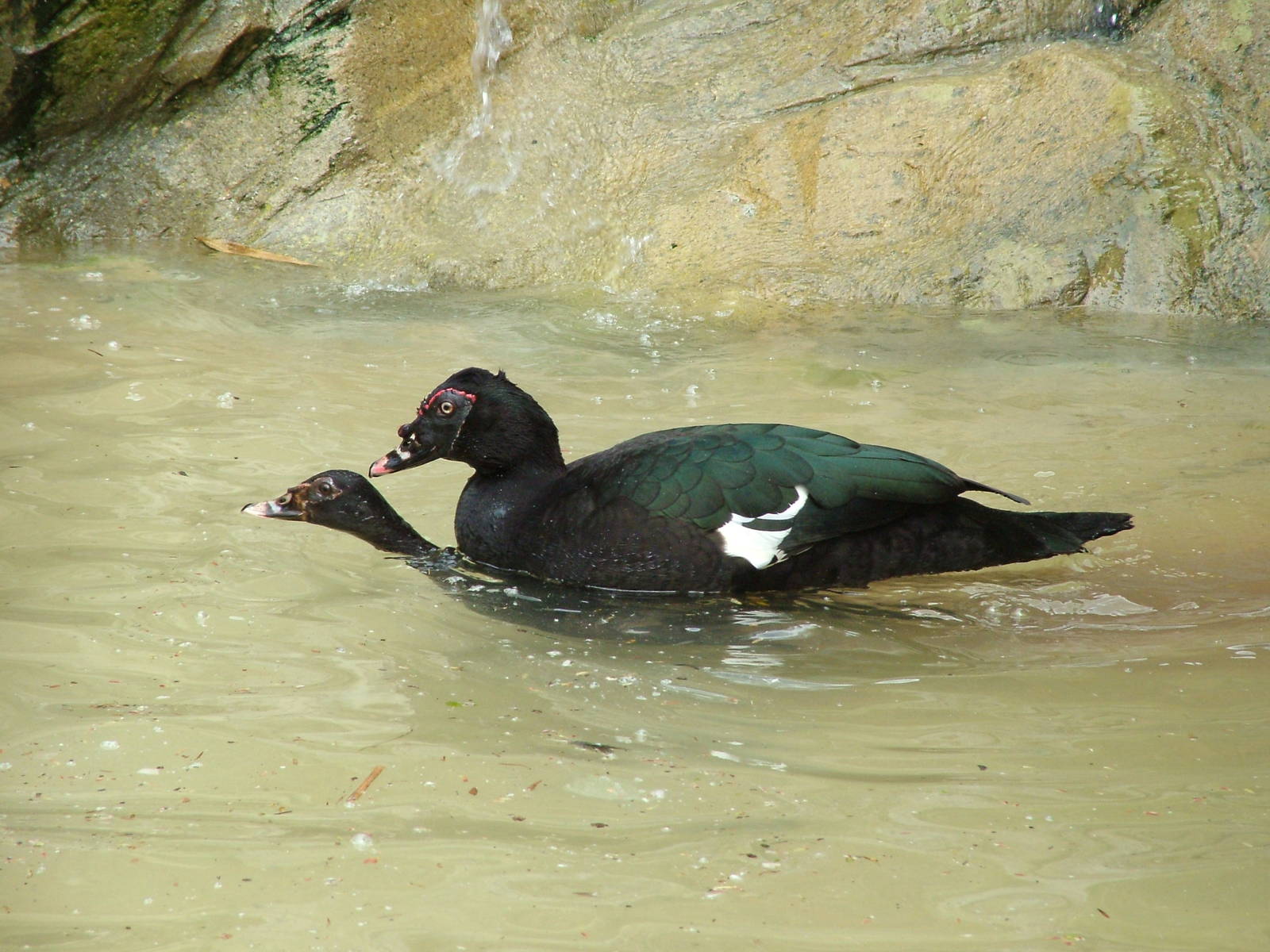 Wild-form Muscovy Ducks at Cotswold WP, 12/05/12