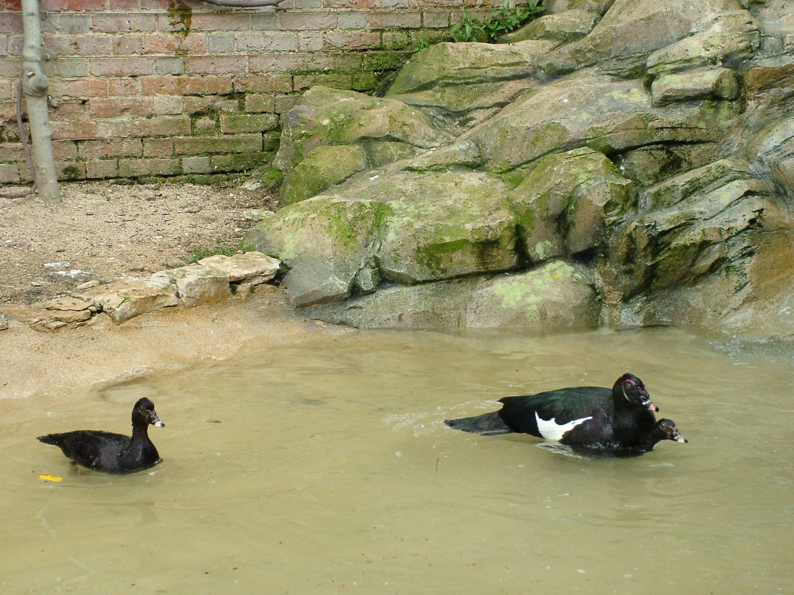 Wild-form Muscovy Ducks at Cotswold WP, 12/05/12