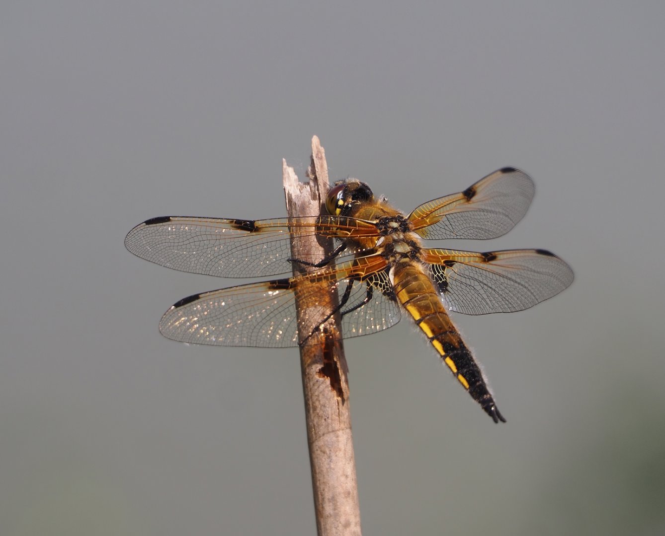 Wild Four-spotted chaser (Libellula quadrimaculata), 2025-04-30