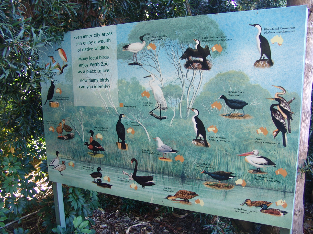 Wild fowl at the zoo and city of Perth