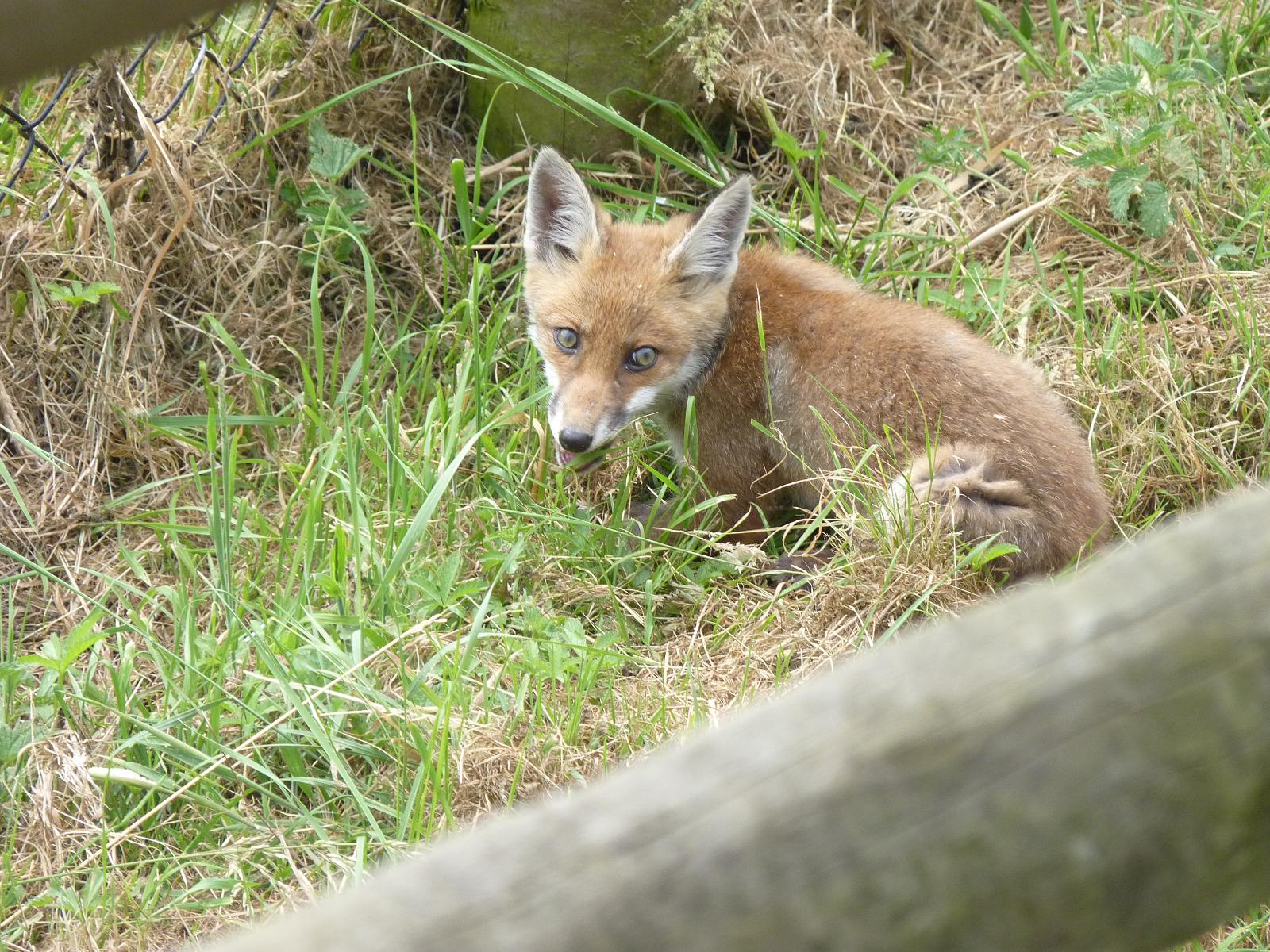 Wild Fox Cub