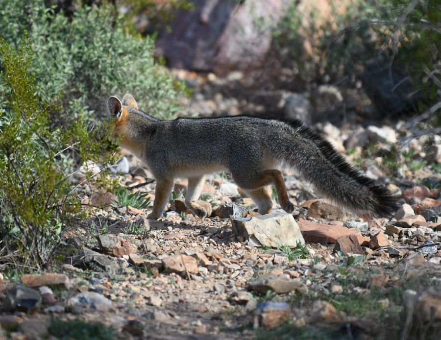 wild fox in coyote exhibit