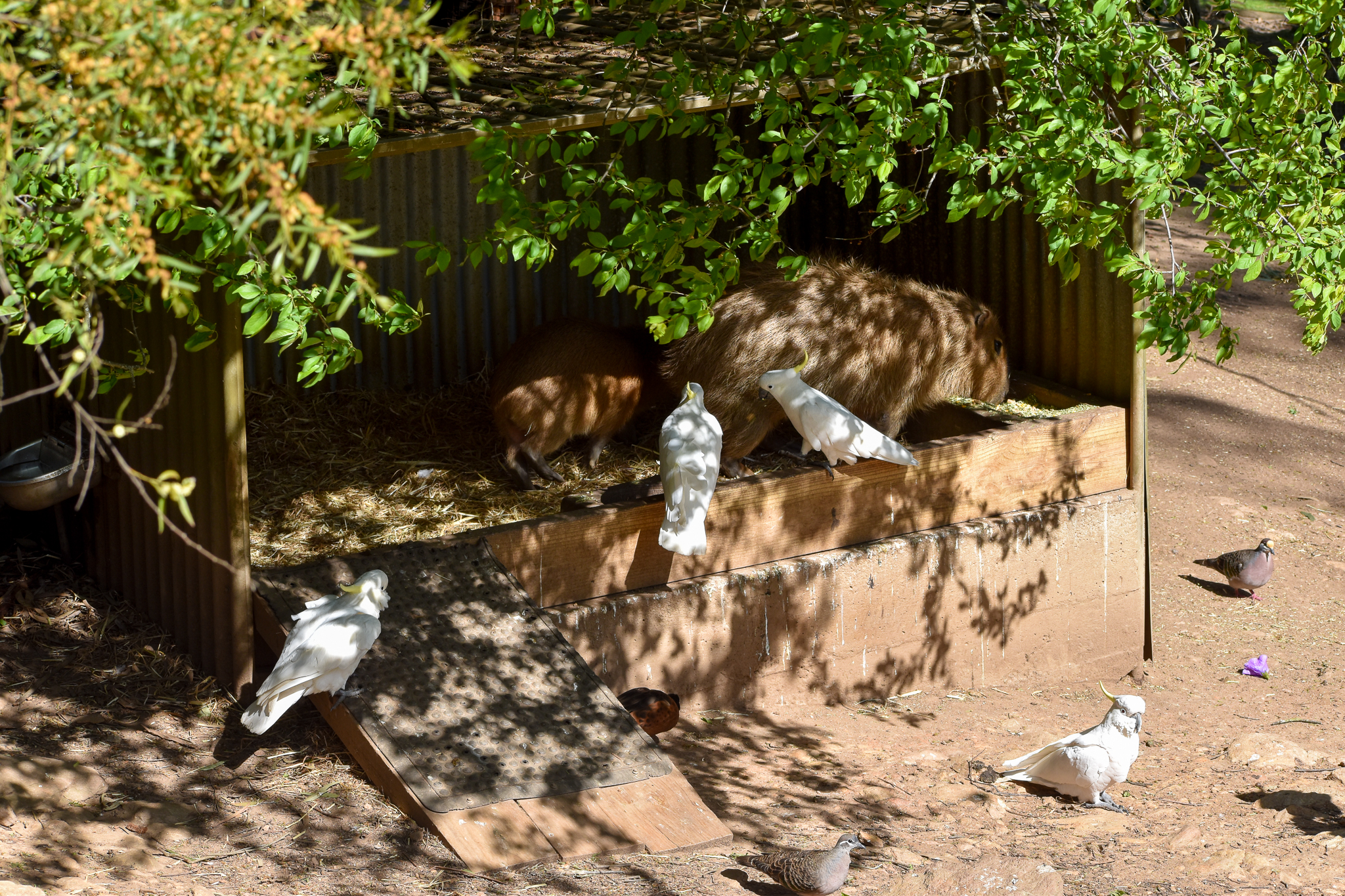 Wild freeloaders eating capybara food