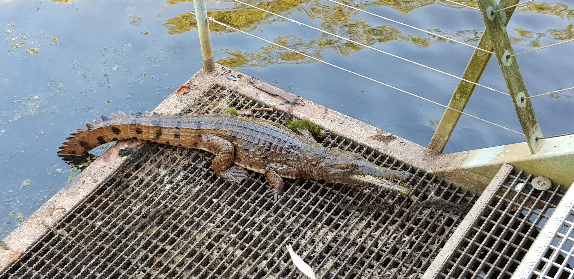Wild fresh water croc in the pelican billabong