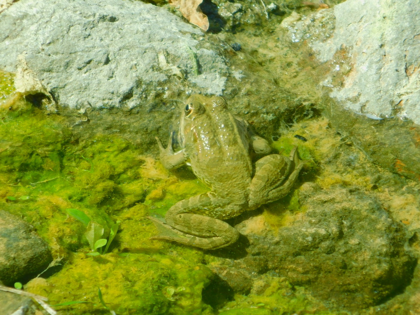 Wild Frog at Izmir Wildlife Park (western Turkey)
