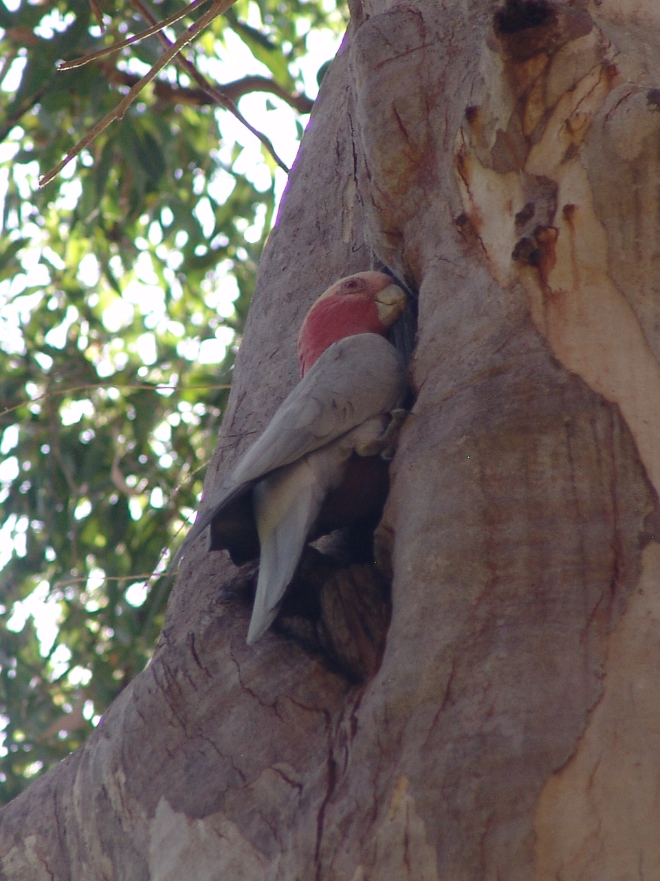 Wild Galah (Eolophus roseicapilla) nesting in a huge Eucalyptus tree at the