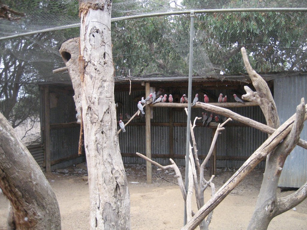 Wild Galahs in Brush Turkey aviary