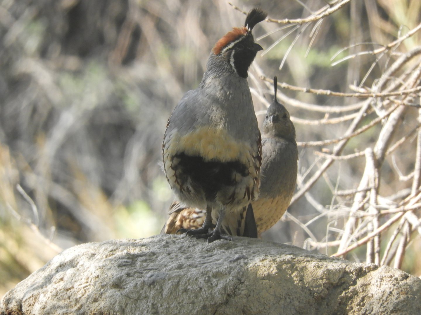 Wild Gambel's quails