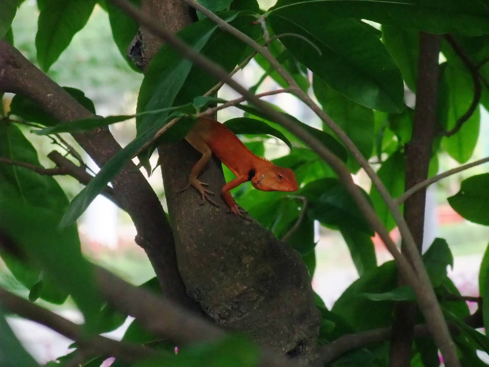 Wild Garden Lizard at Saigon Zoo, 16/03/12