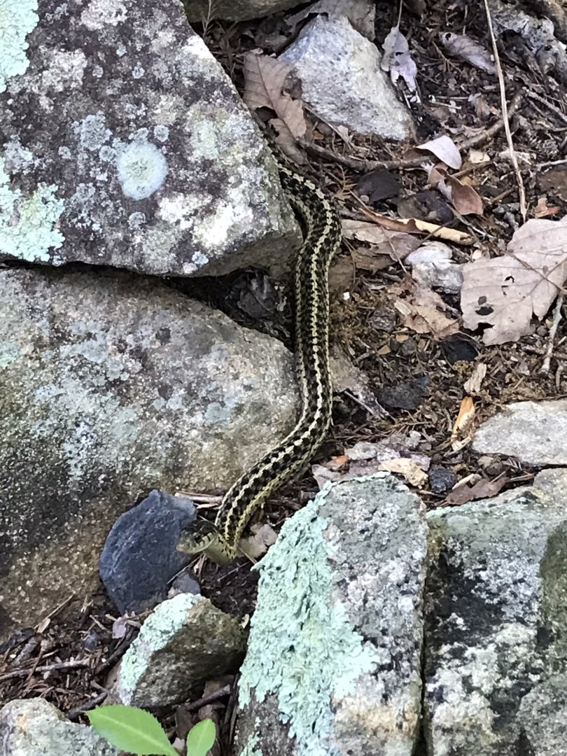 Wild Garter Snake
