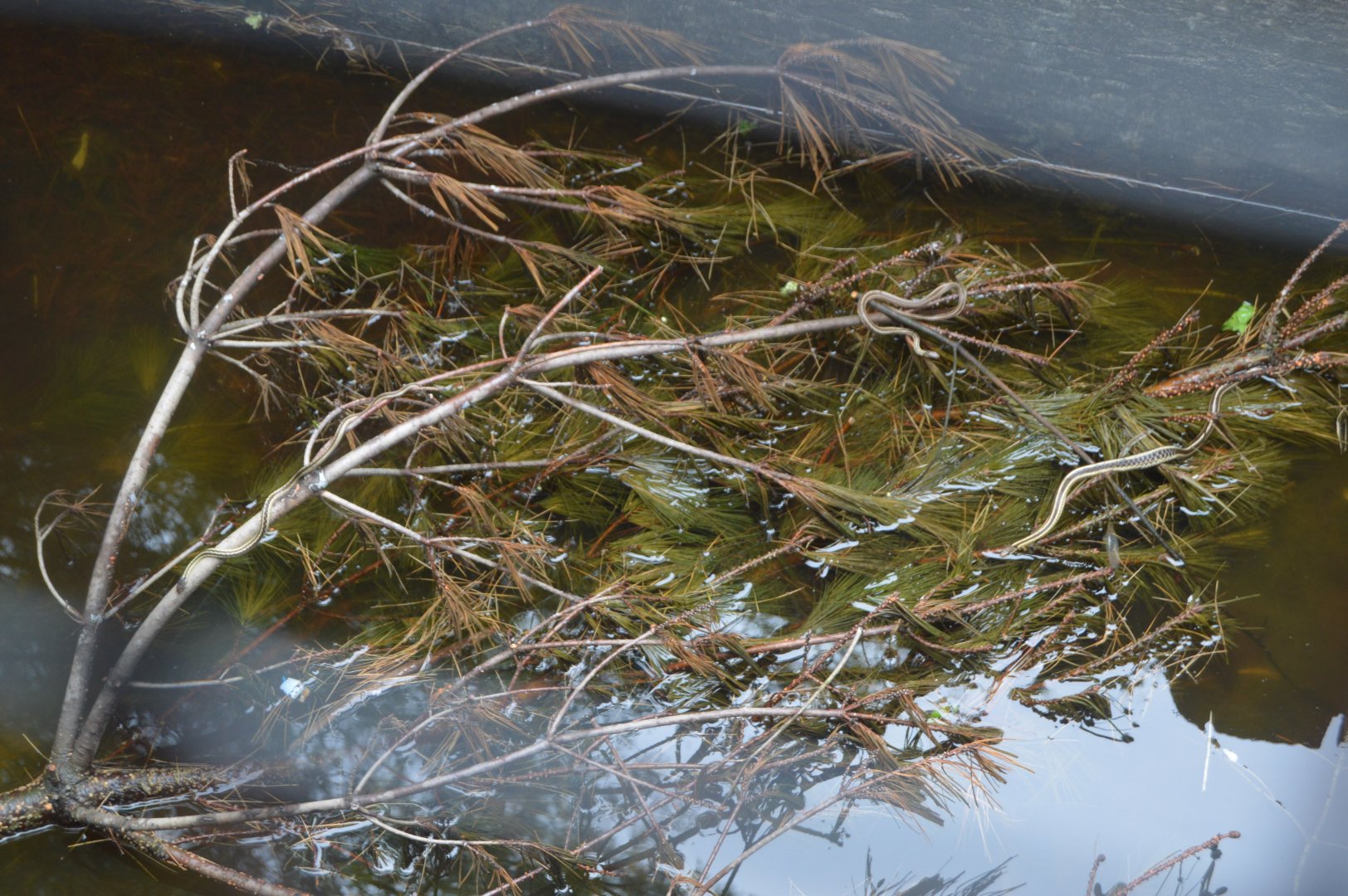 Wild Garter Snakes in the moat