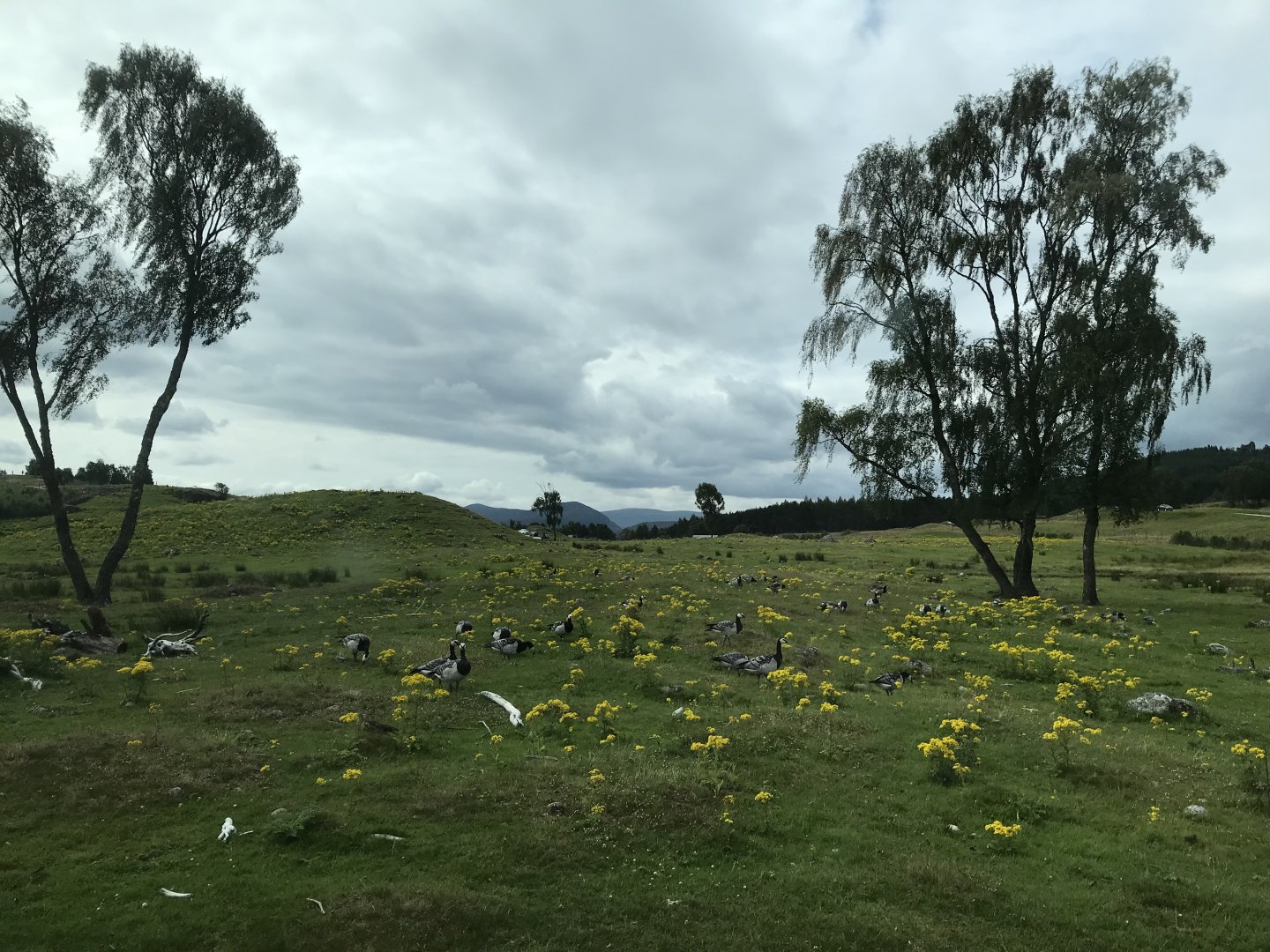 Wild geese in the main reserve
