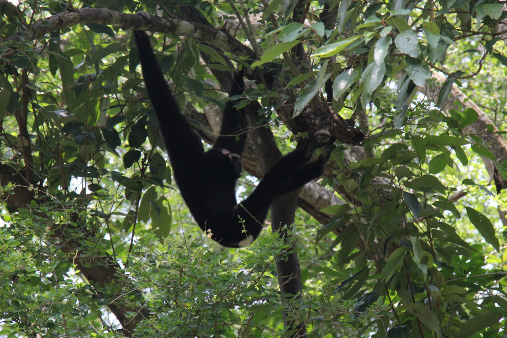 Wild Gibbon 2018- Species ID?