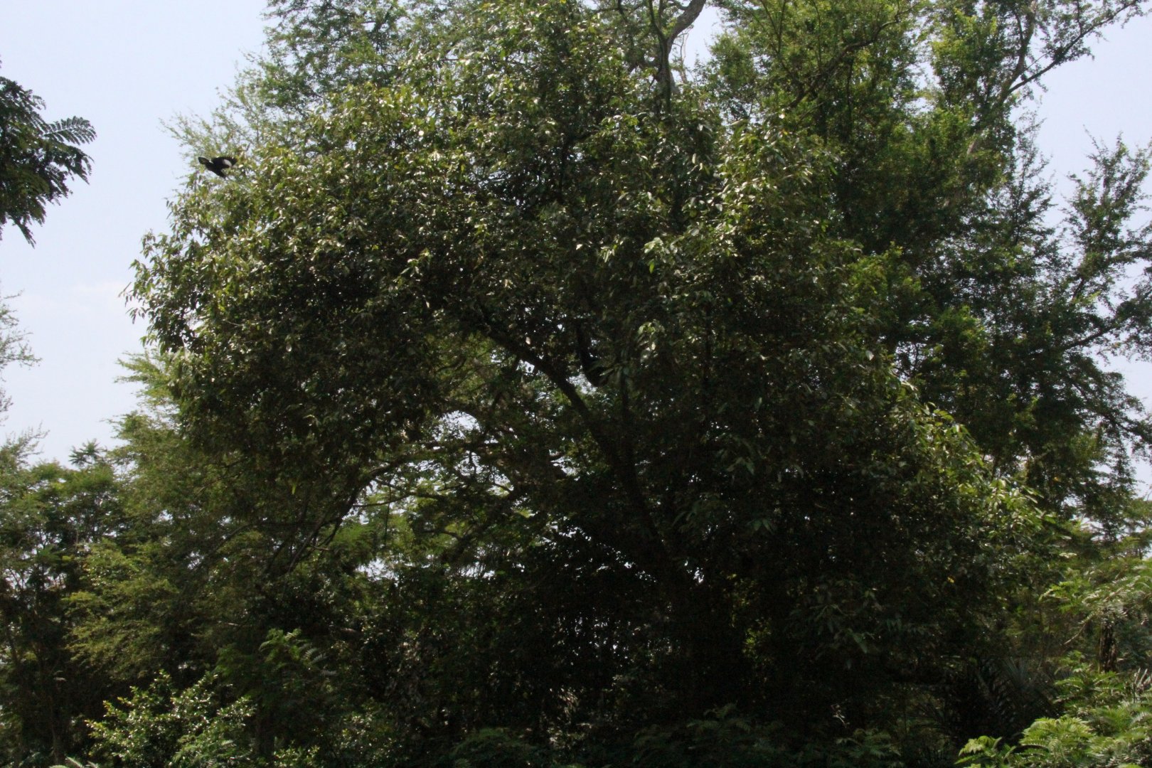 Wild Gibbon 2018- Species ID?