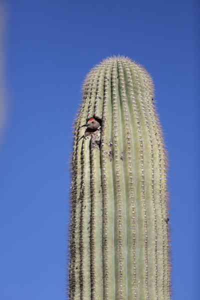 wild gila woodpecker