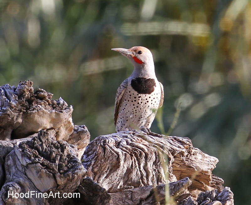 wild gilded flicker