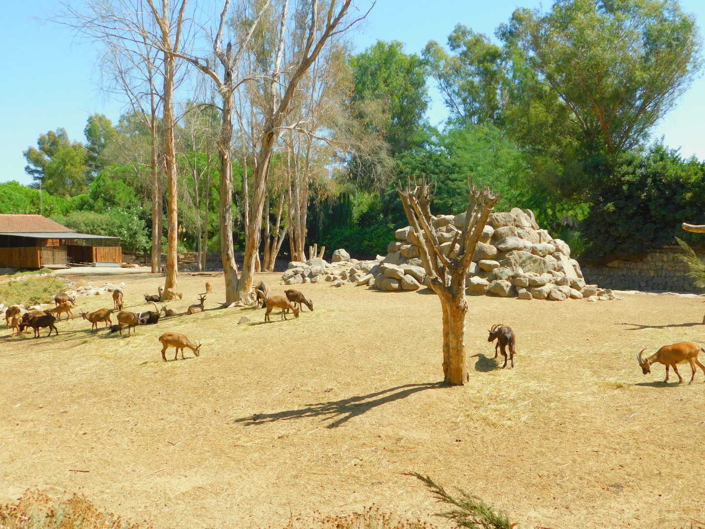 Wild Goat Enclosure