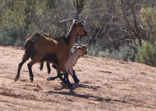 Wild goats.