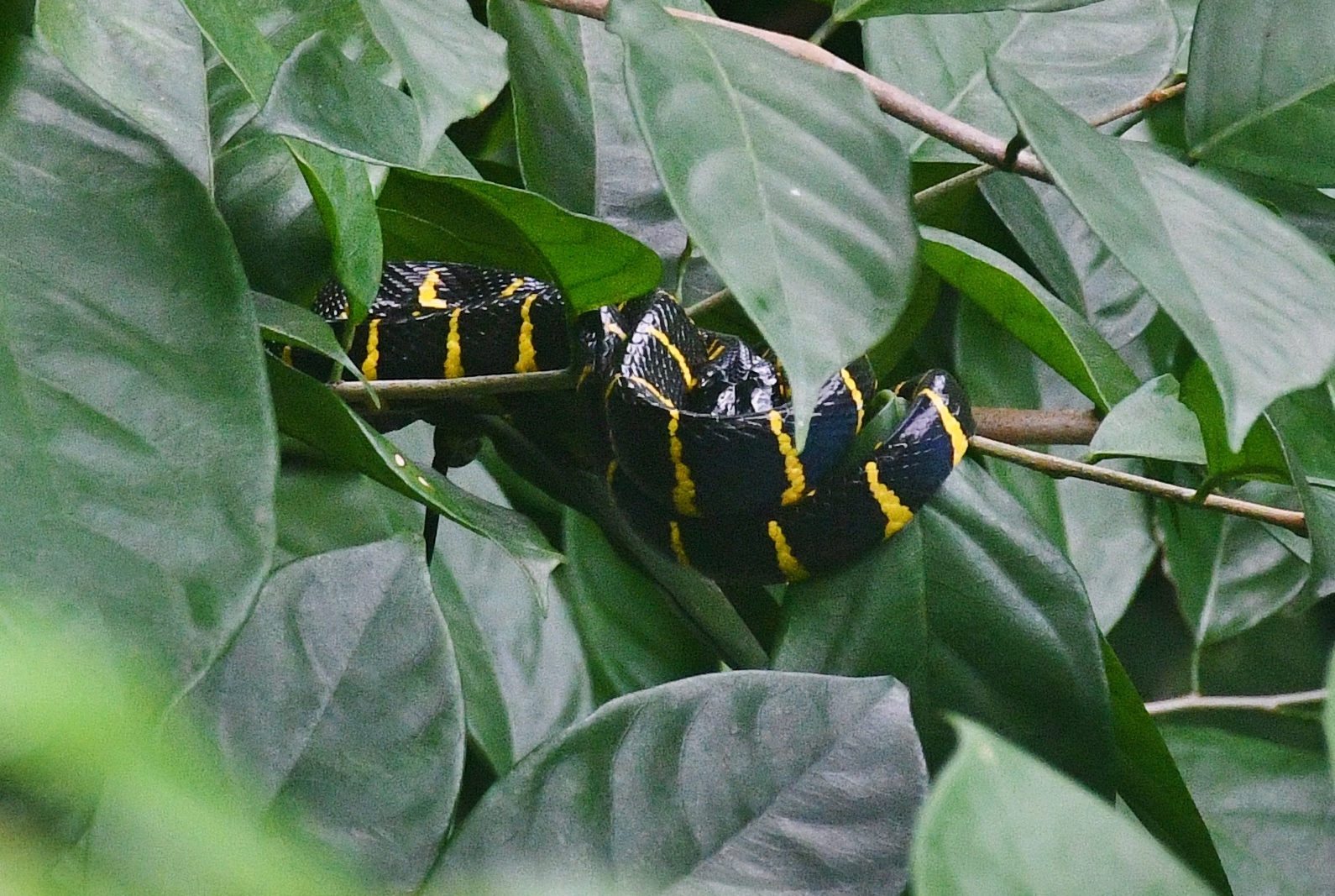 Wild Gold-ringed Cat Snake (Boiga dendrophila)