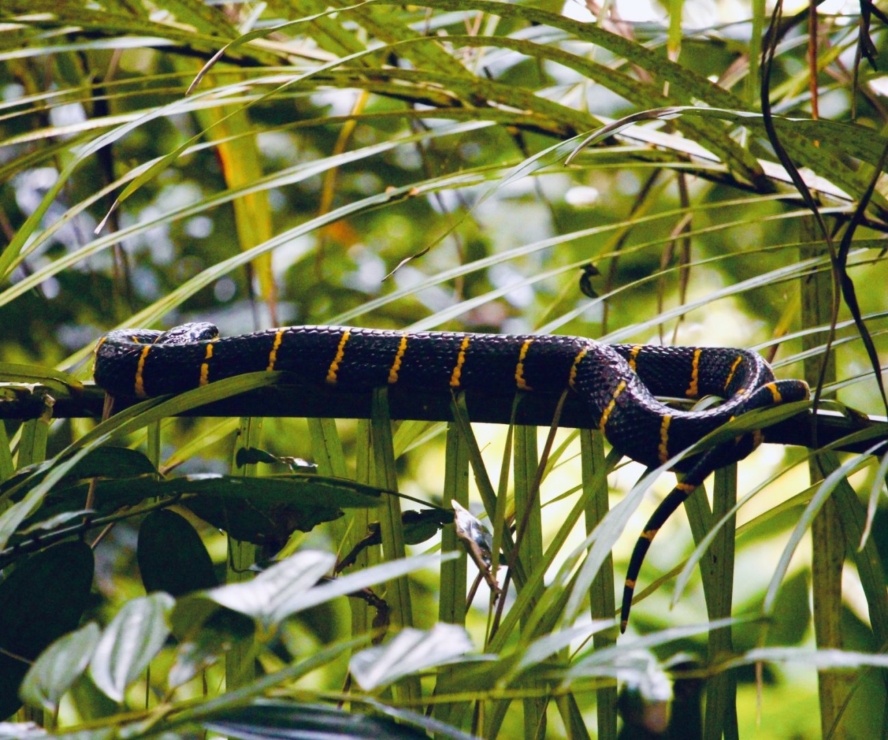 Wild Gold-Ringed Catsnake (Boiga melanota)
