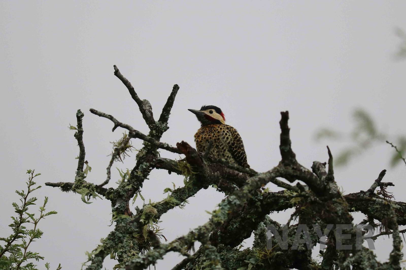Wild golden-breasted woodpecker - Tatu Carreta, April 2016.