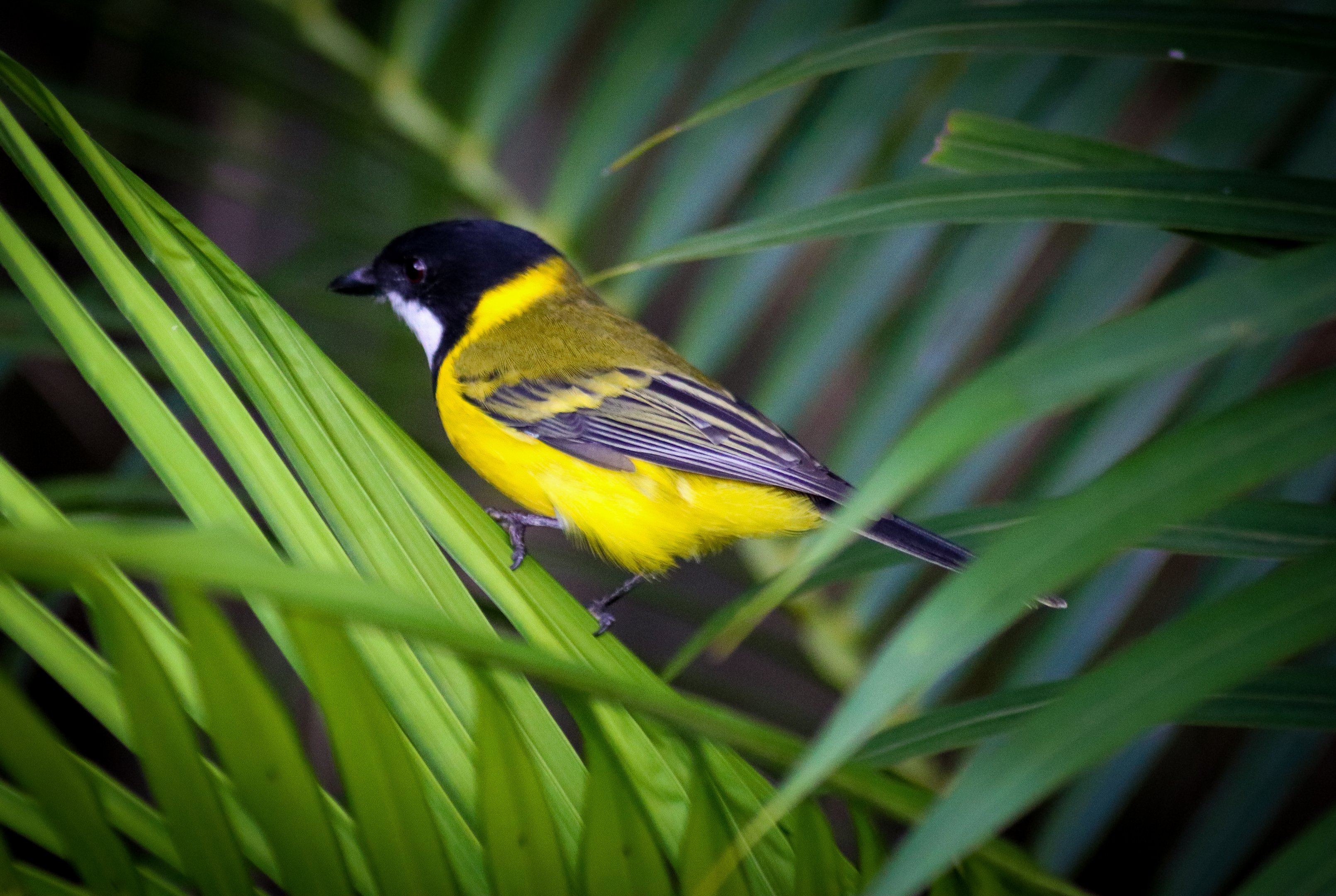 Wild Golden Whistler (Pachycephala pectoralis)