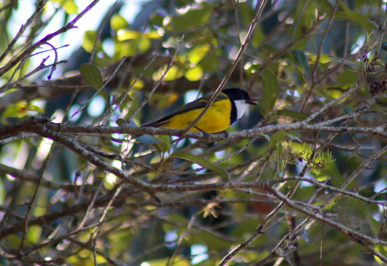 Wild Golden Whistler (Pachycephala pectoralis)