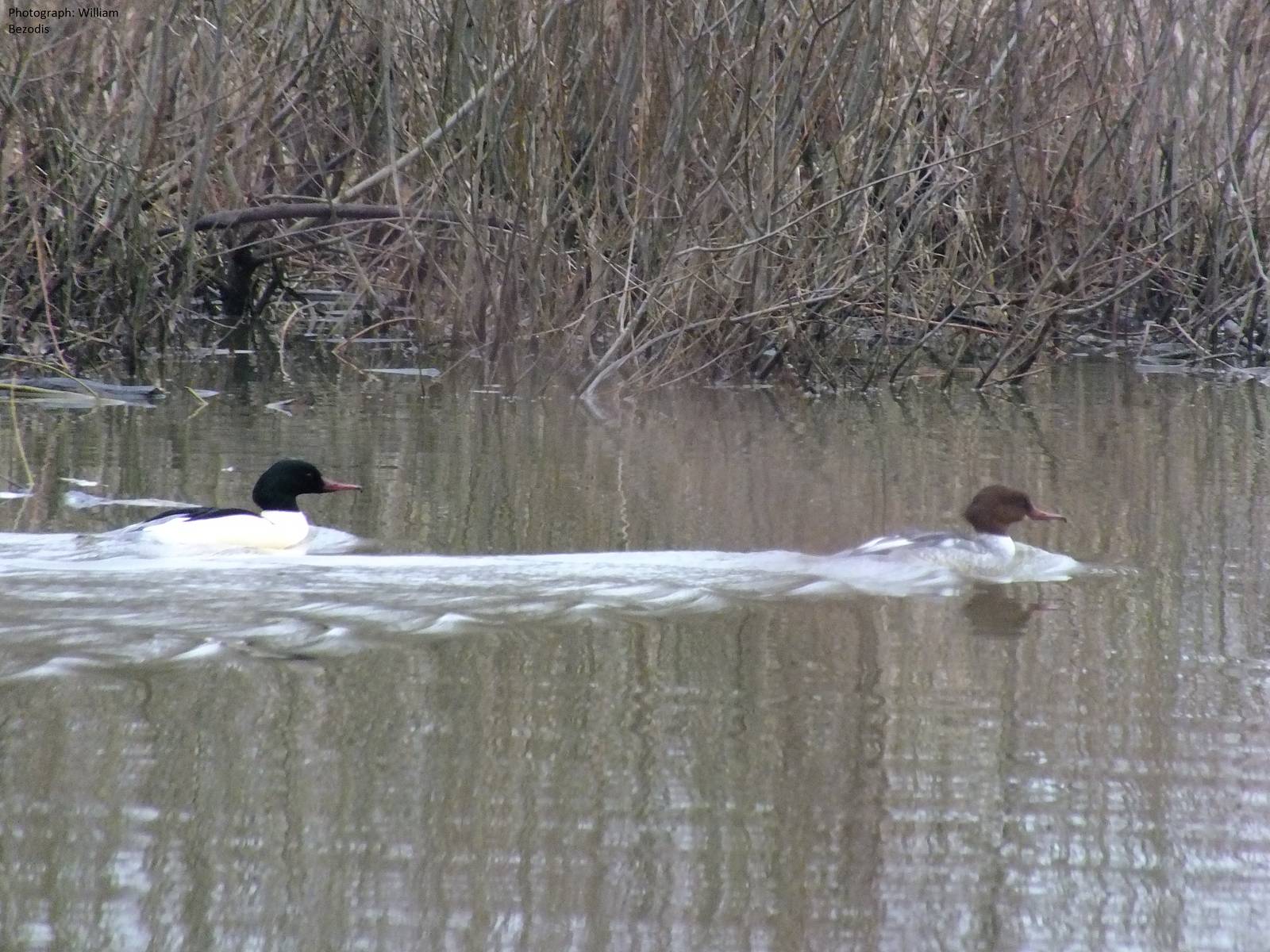 Wild goosanders in central Warsaw