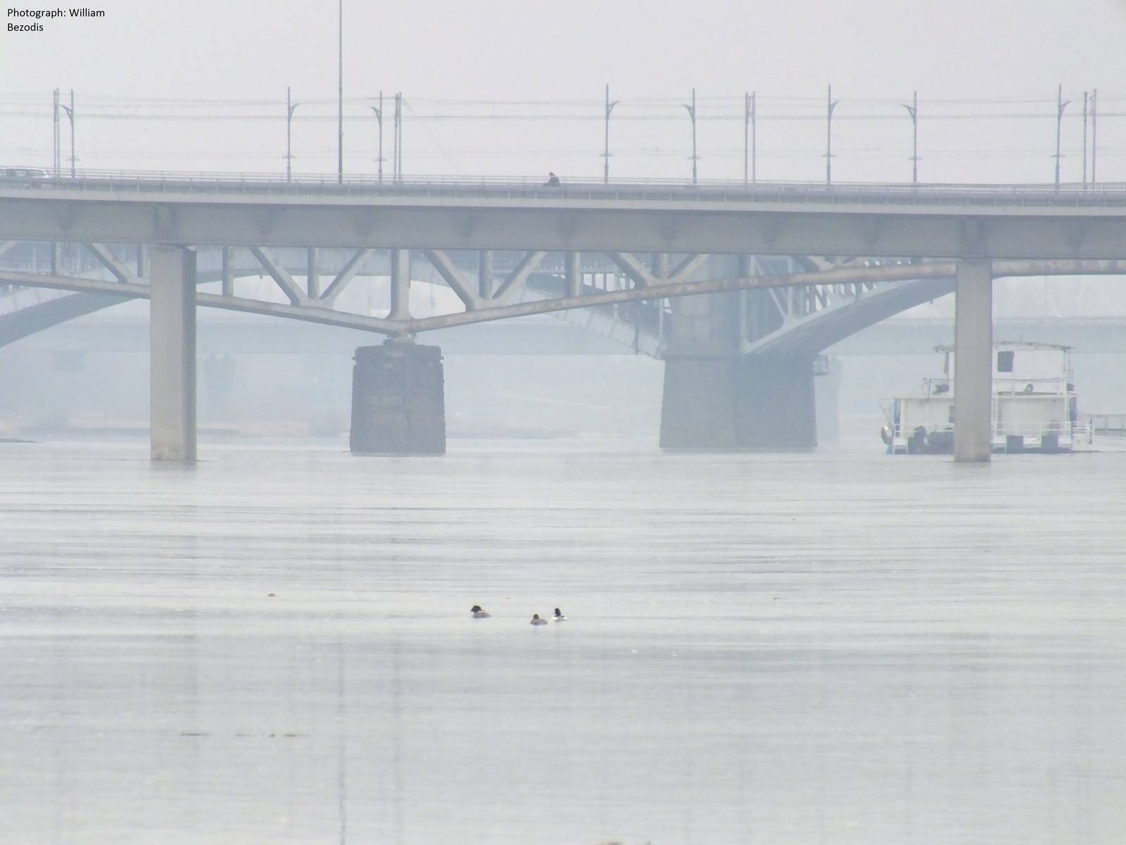 Wild goosanders in central Warsaw