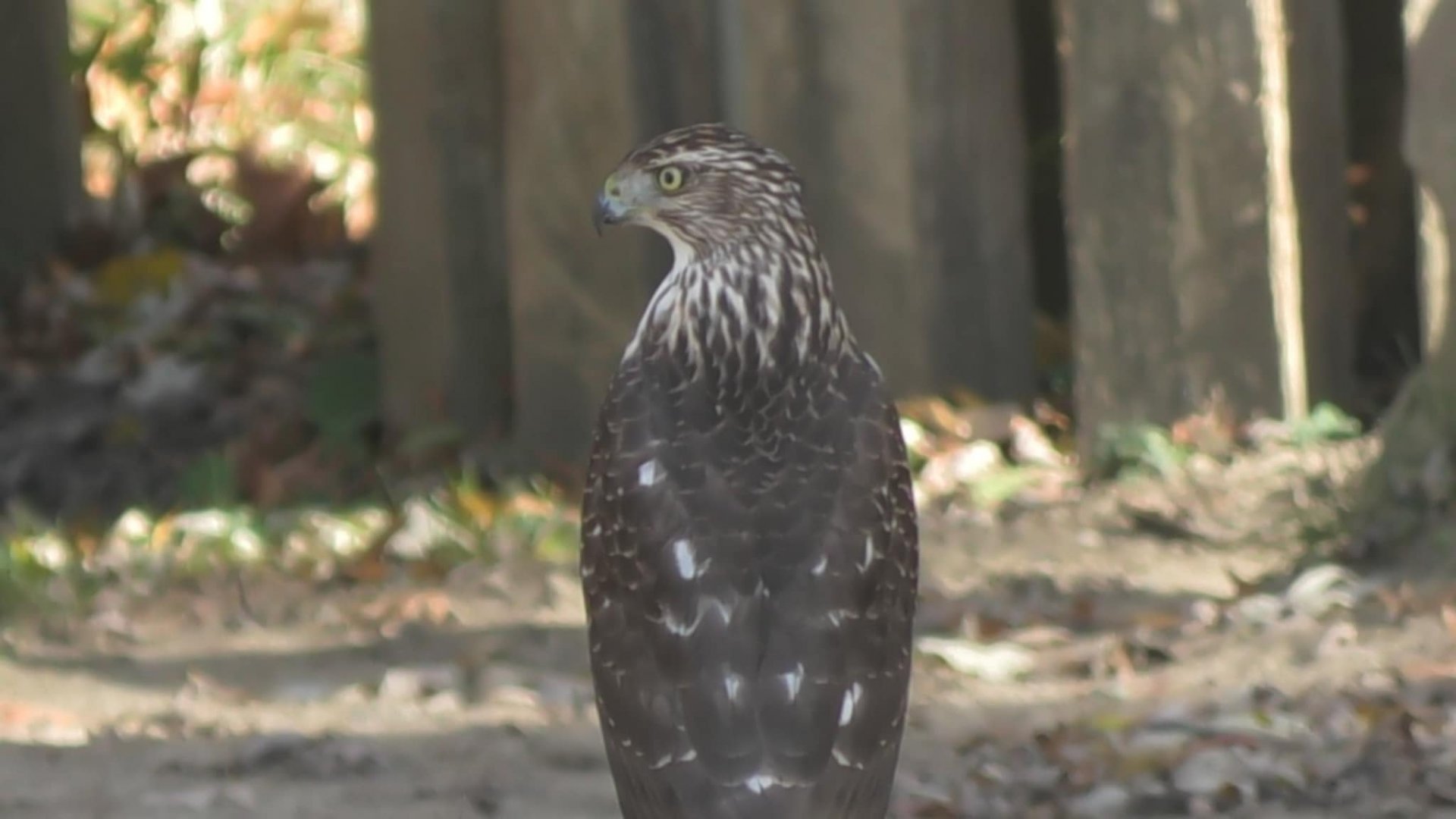 Wild goshawk