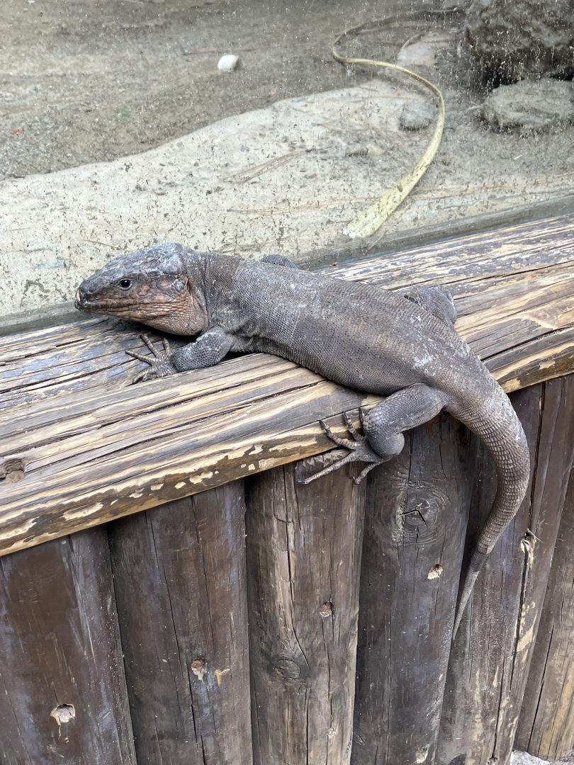 Wild Gran Canaria giant lizard in the park, 28/3/2024