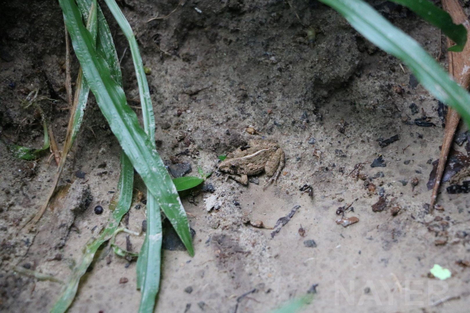 Wild grass frog, June 2016