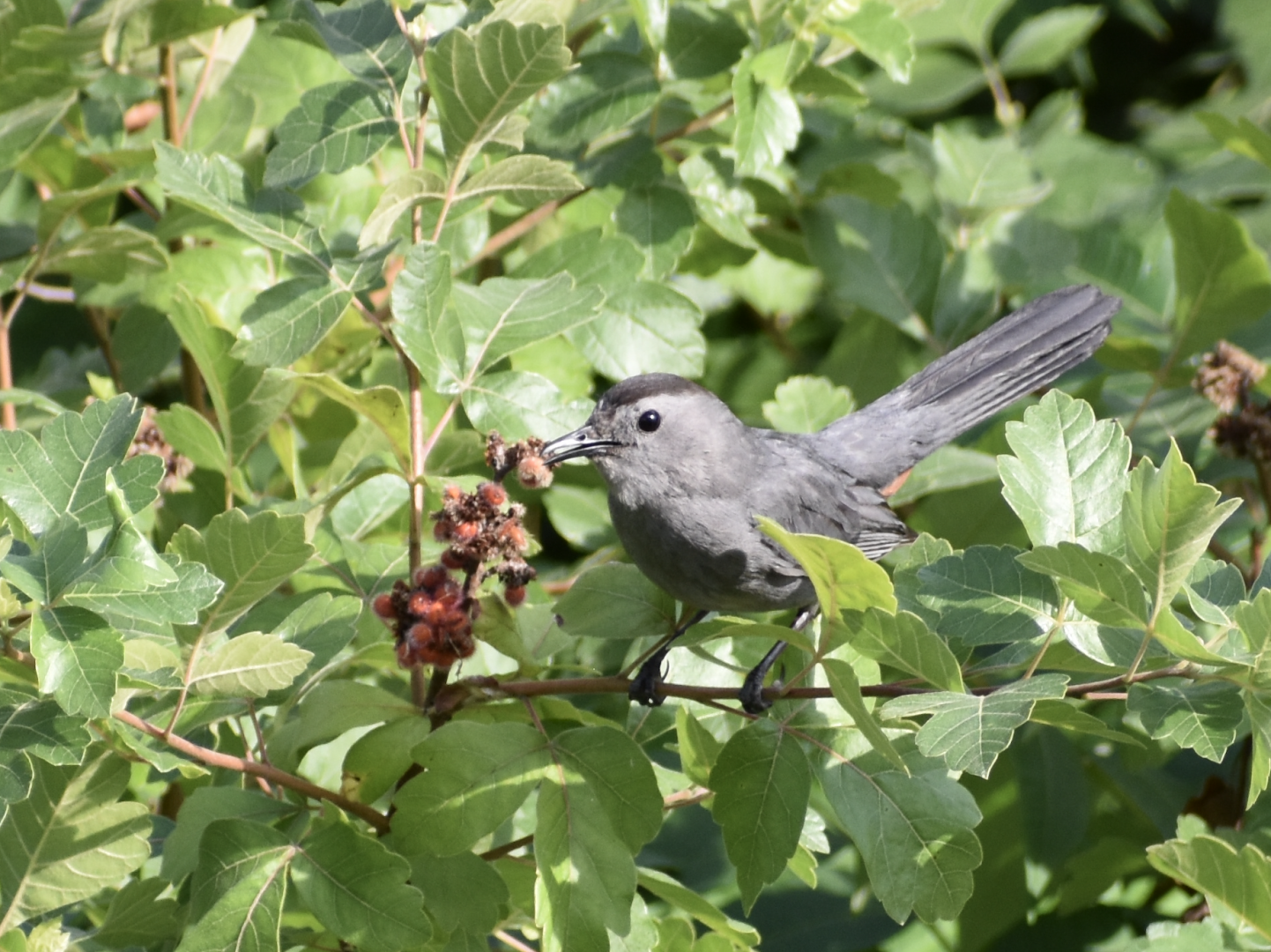 Wild Gray Catbird ~ Minnesota Zoo