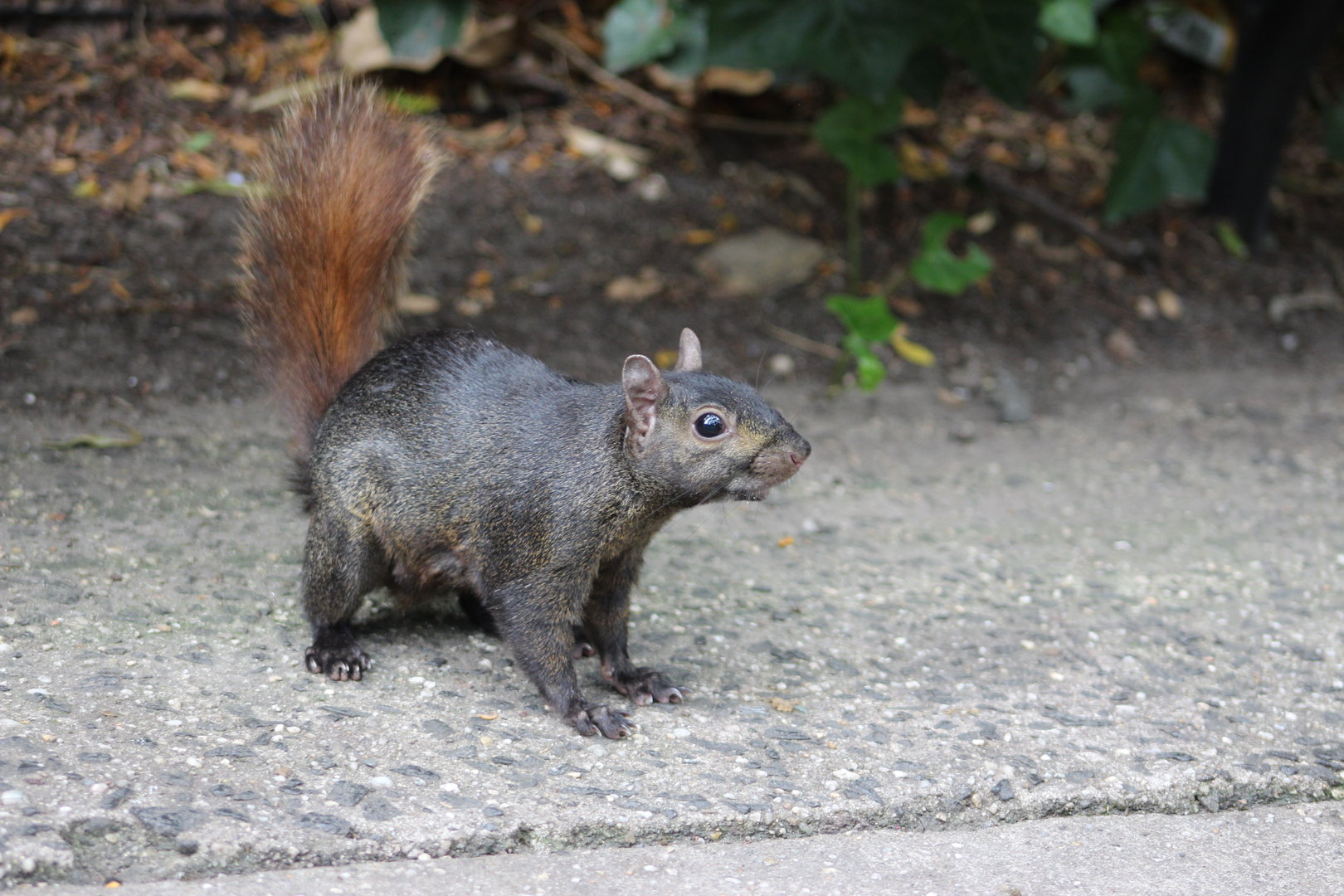 Wild Gray Squirrel