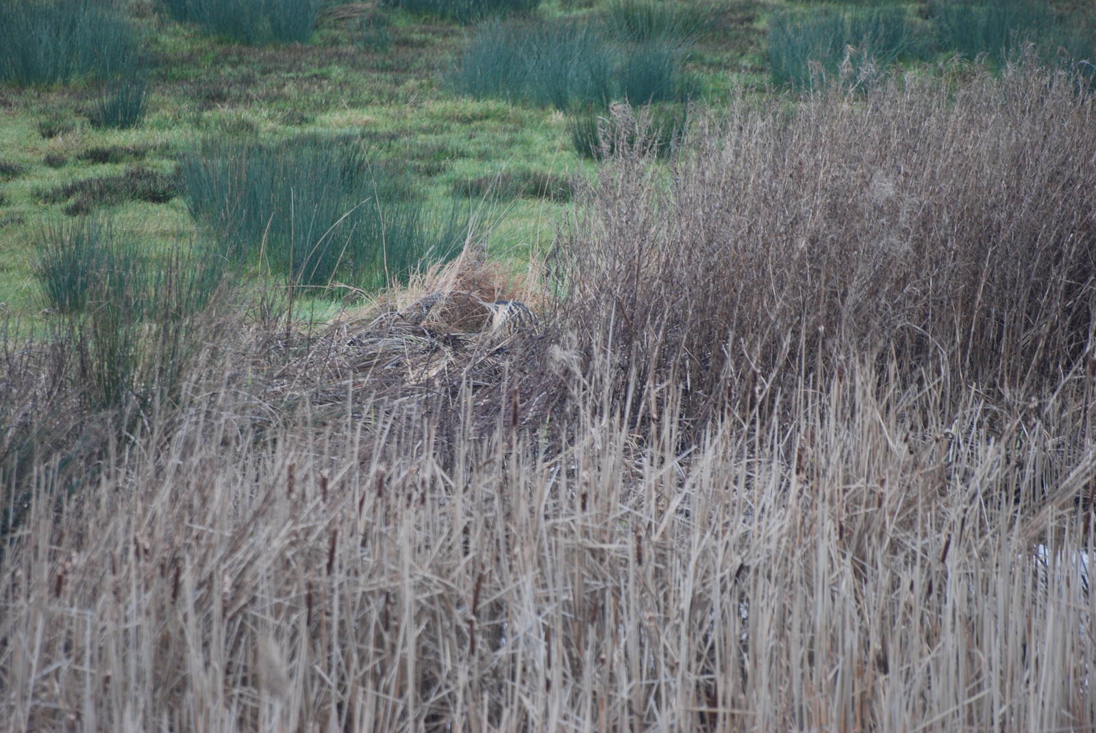 (Wild) Great Bittern at Slimbridge, 06/02/12